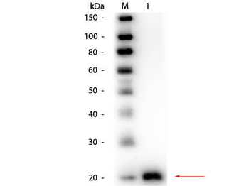 VEGF antibody (Biotin)