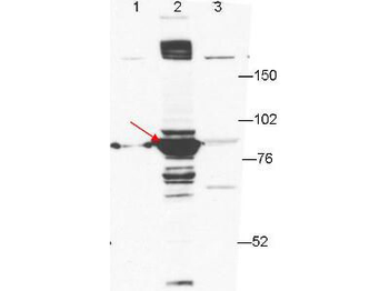 Esrp-1 antibody