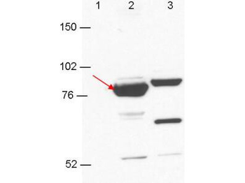 Esrp-1/2 antibody