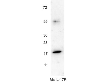 IL-17F antibody