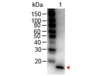 IL1 beta antibody (Peroxidase)