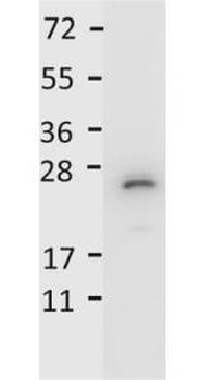 IL-27/p28 antibody (Peroxidase)