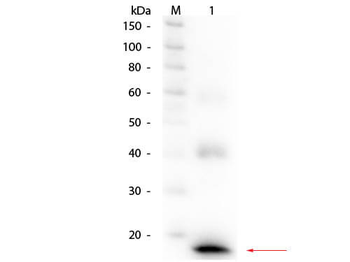 IL1 beta antibody (Biotin)