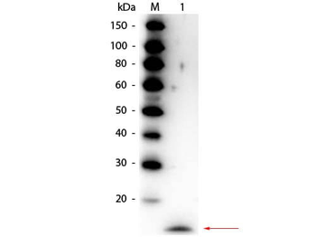 IL-17A antibody (Peroxidase)