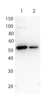 Detection of FLAG proteins antibody