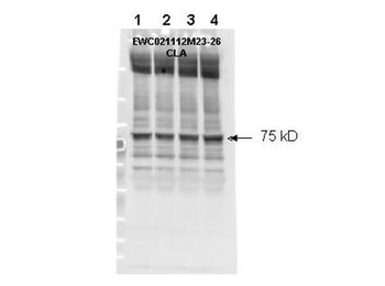 NF2 (phospho-S518) antibody