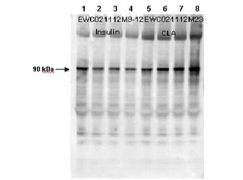 Glycogen Synthase 1 (phospho-S641) antibody