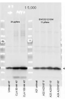 Myosin phospho S19 antibody