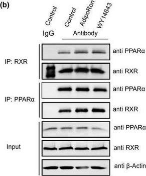 PPAR alpha antibody