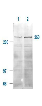 mTOR (phospho-S2448) antibody