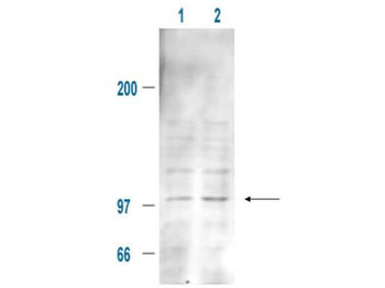 MDM2 (phospho-S185) antibody