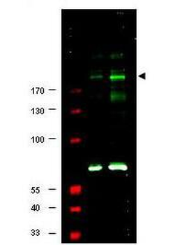 IRS1 (phospho-S307) antibody