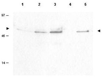 Cyclin B1 (phospho-S126) antibody