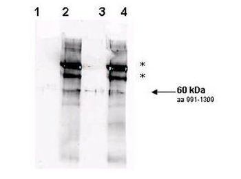 Rad9 (phospho-S1260) antibody