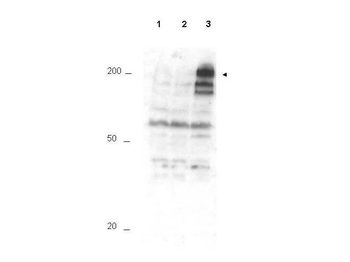 APC1 (phospho-S355) antibody