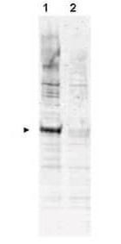 APC6 (phospho-T580) antibody