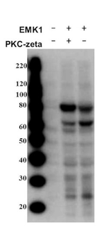MARK2 (phospho-T595) antibody