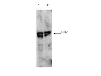 ECT2 (phospho-T790) antibody