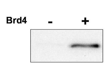 CDK9 (phospho-T29) antibody