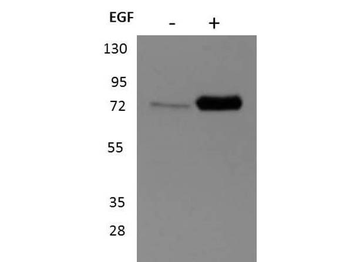 p90 RSK1 (phospho-S732) antibody