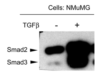 SMAD3 (phospho-T179) antibody