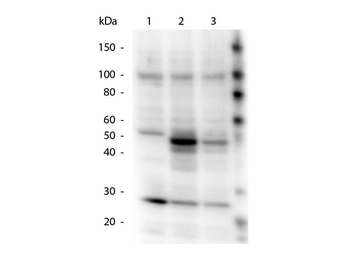HICE1 PS70 antibody