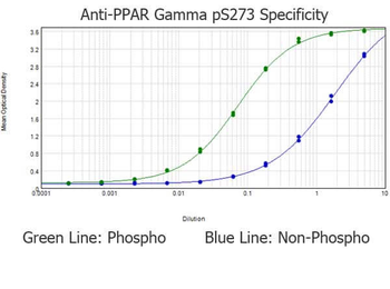 PPAR gamma (phospho-pS273) antibody