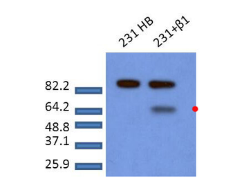 SMAD2 pS465 pS467 antibody