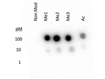 Histone H3 K27 methyl antibody