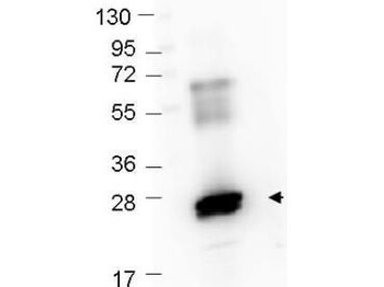 GST antibody (Peroxidase)