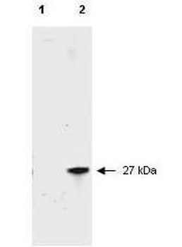 RFP antibody (Peroxidase)