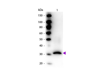 RFP antibody (Biotin)