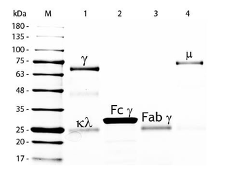 Chicken IgG F(c) Peroxidase Antibody