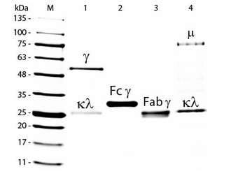Goat IgG F(ab')2 Peroxidase Antibody
