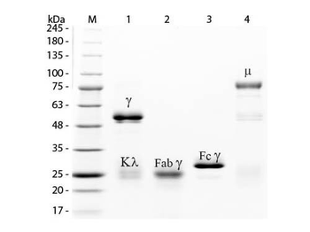 Rabbit IgG F(c) fragment Antibody