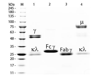 Rat IgG F(ab')2 Peroxidase Antibody