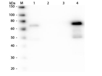 Chicken IgM (mu chain) antibody (TRITC)