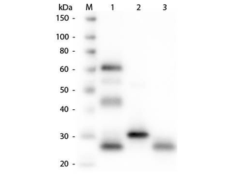 Chicken IgG (H&L) antibody (FITC)