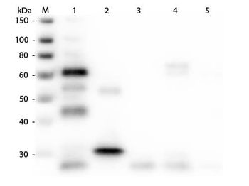 Chicken IgG (H&L) antibody (FITC)