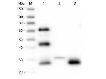 Chicken IgG F(ab')2 antibody (TRITC)