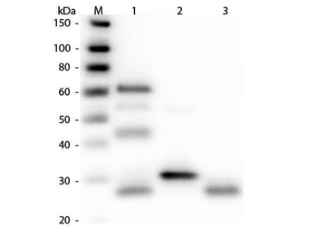 CHICKEN IgG (H&L) antibody (FITC)