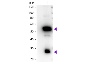Guinea Pig IgG (H&L) antibody (Peroxidase)