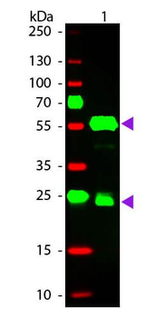 Guinea Pig IgG (H&L) antibody (TRITC)