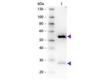 Guinea Pig IgG (H&L) antibody (Biotin)