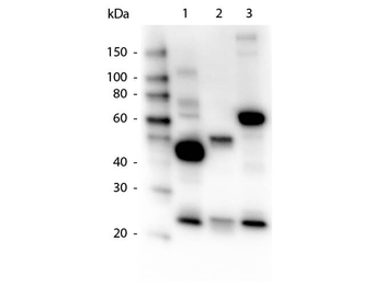 Human IgG IgA IgM (H&L) antibody (Peroxidase)