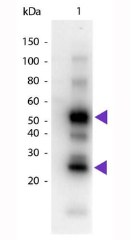 Human IgG (H&L) antibody (Peroxidase)