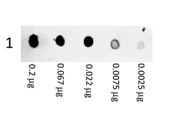 Mouse IgG (H&L) antibody (RPE)