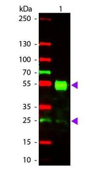 Mouse IgG (H&L) antibody (Texas Red)