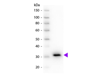 Mouse IgG F(c) antibody (Peroxidase)