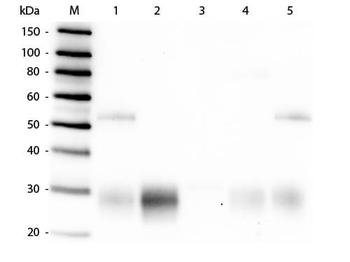 Rabbit IgG F(ab')2 antibody (TRITC)